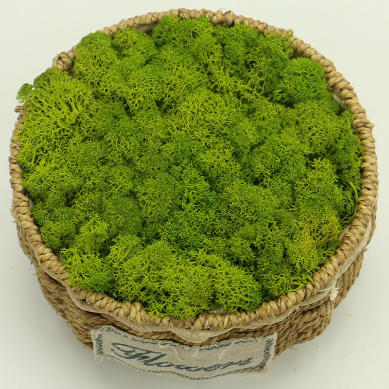 Artificial Eternal Life Moss