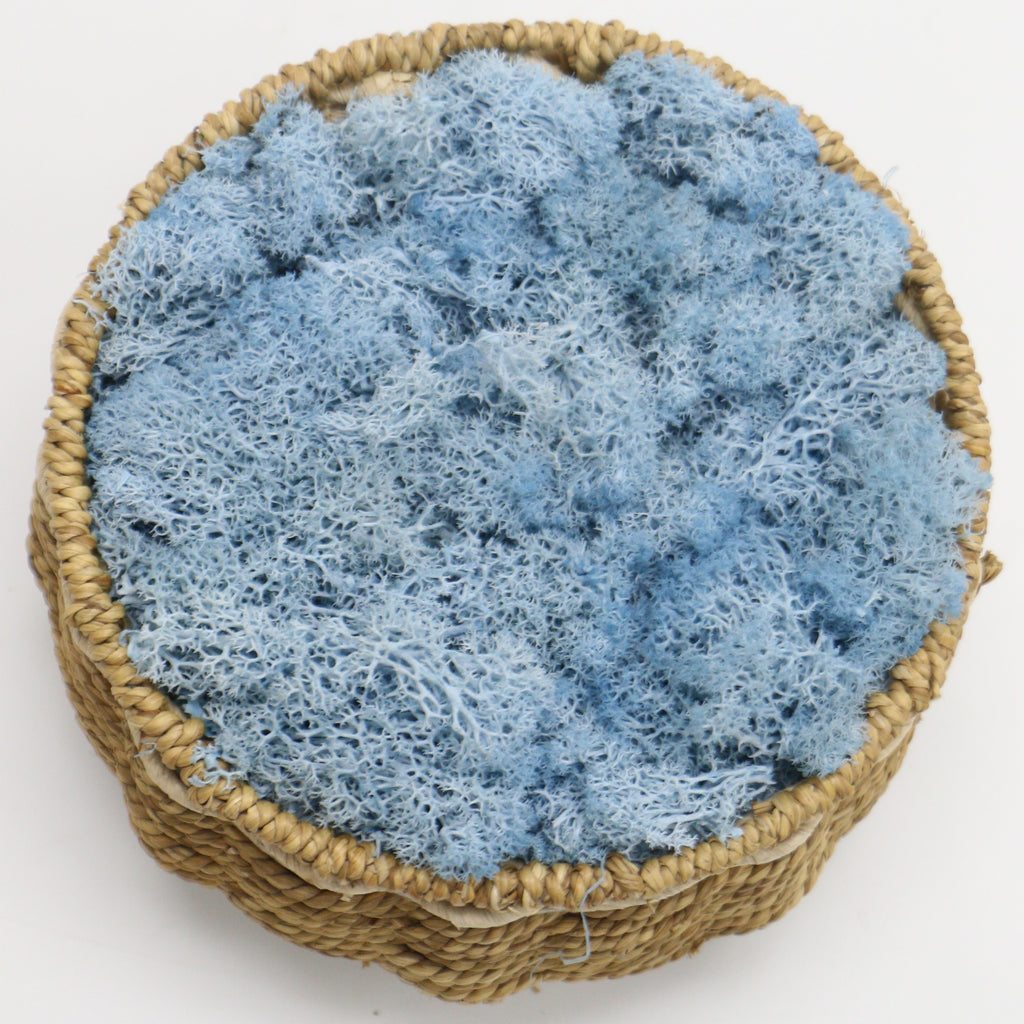 Artificial Eternal Life Moss