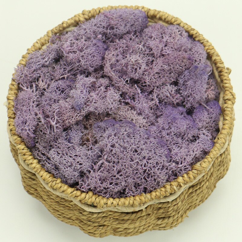 Artificial Eternal Life Moss