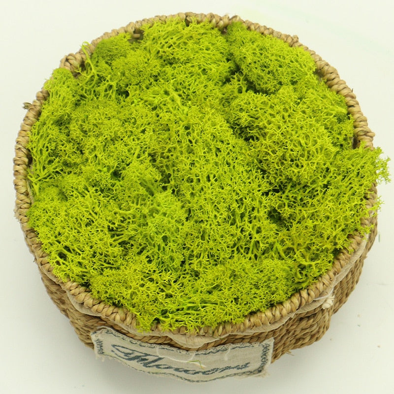 Artificial Eternal Life Moss