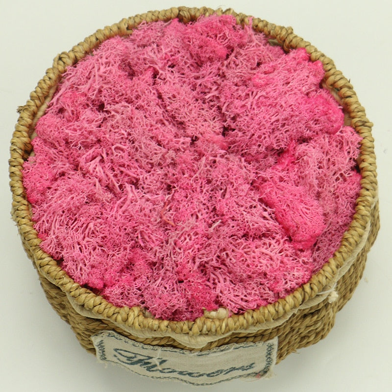 Artificial Eternal Life Moss