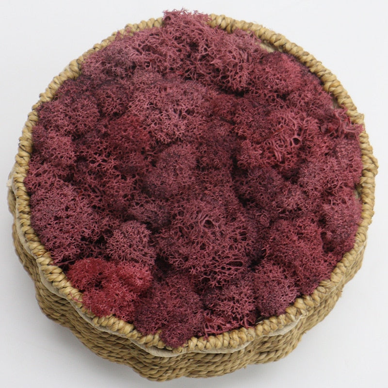 Artificial Eternal Life Moss