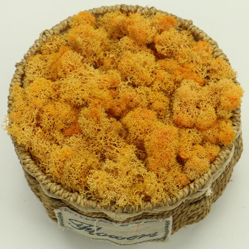 Artificial Eternal Life Moss