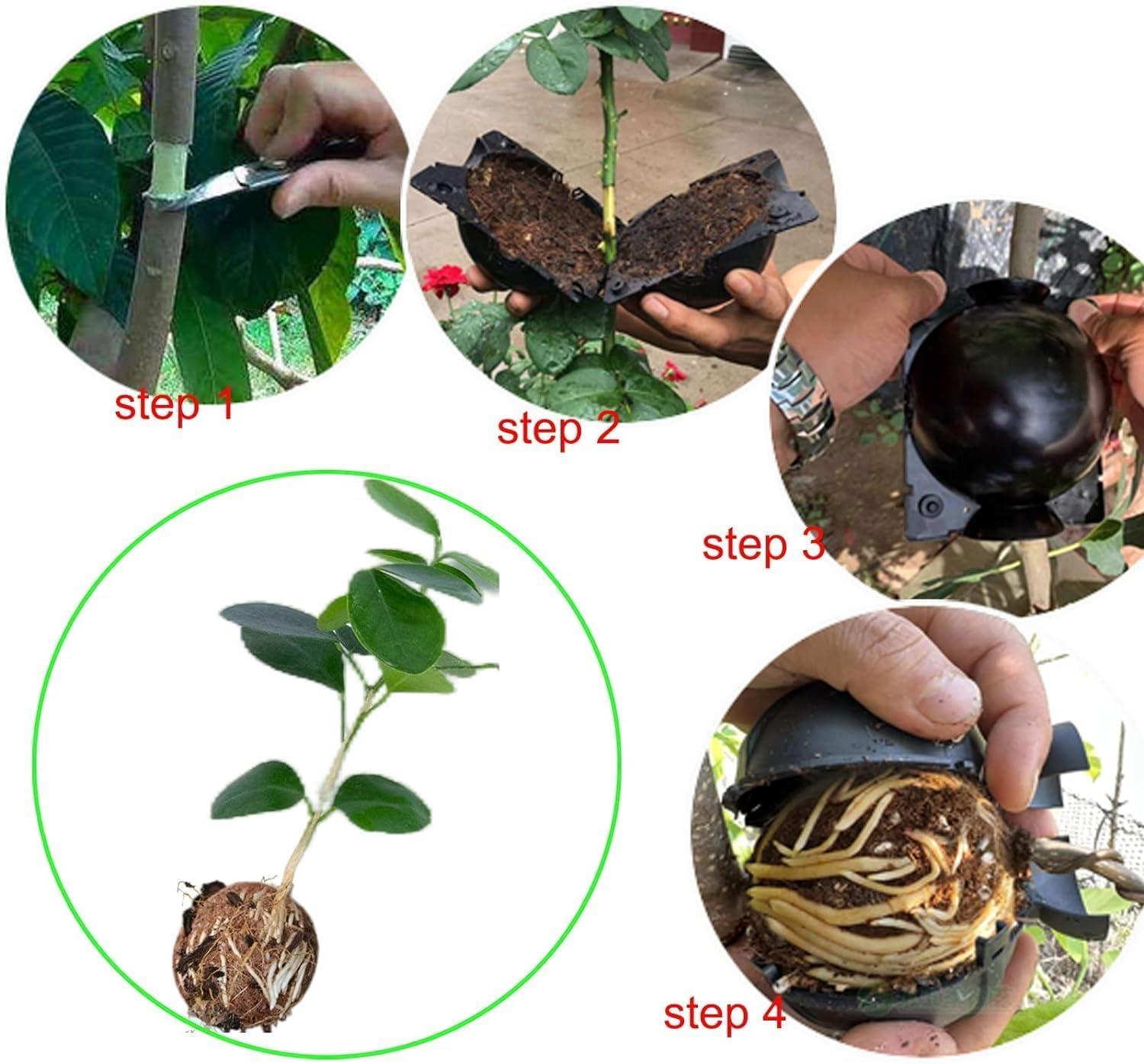 20 Stücke Pflanzenwurzelbox, Pflanzenwurzelgerät Wiederverwendbares Pflanzenwurzelgerät Hochdruck-Vermehrungsball für Bäume Blumen Garten Boden Veredelungsbox, Schwarz-Mittel