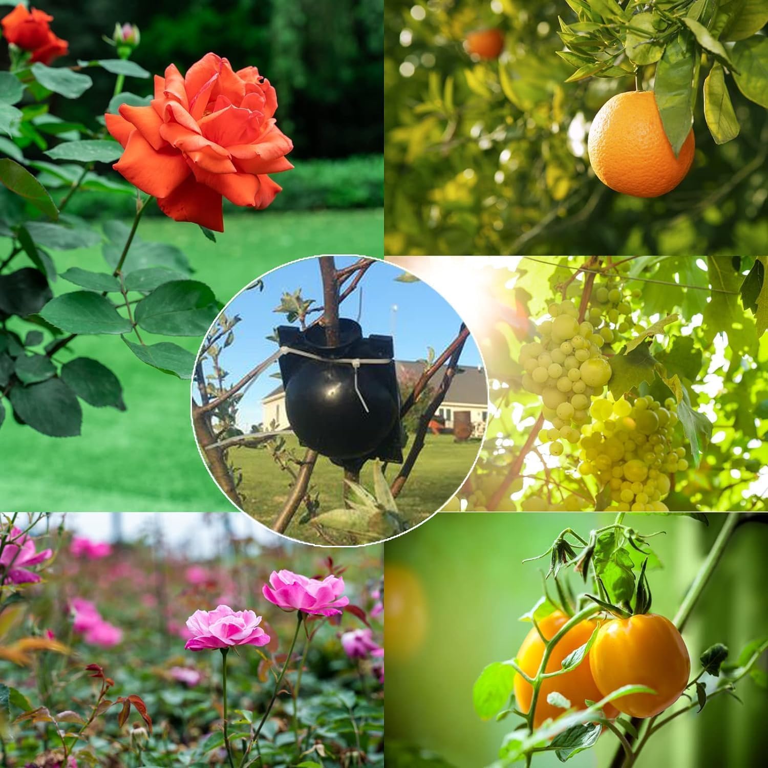 20 Stücke Pflanzenwurzelbox, Pflanzenwurzelgerät Wiederverwendbares Pflanzenwurzelgerät Hochdruck-Vermehrungsball für Bäume Blumen Garten Boden Veredelungsbox, Schwarz-Mittel