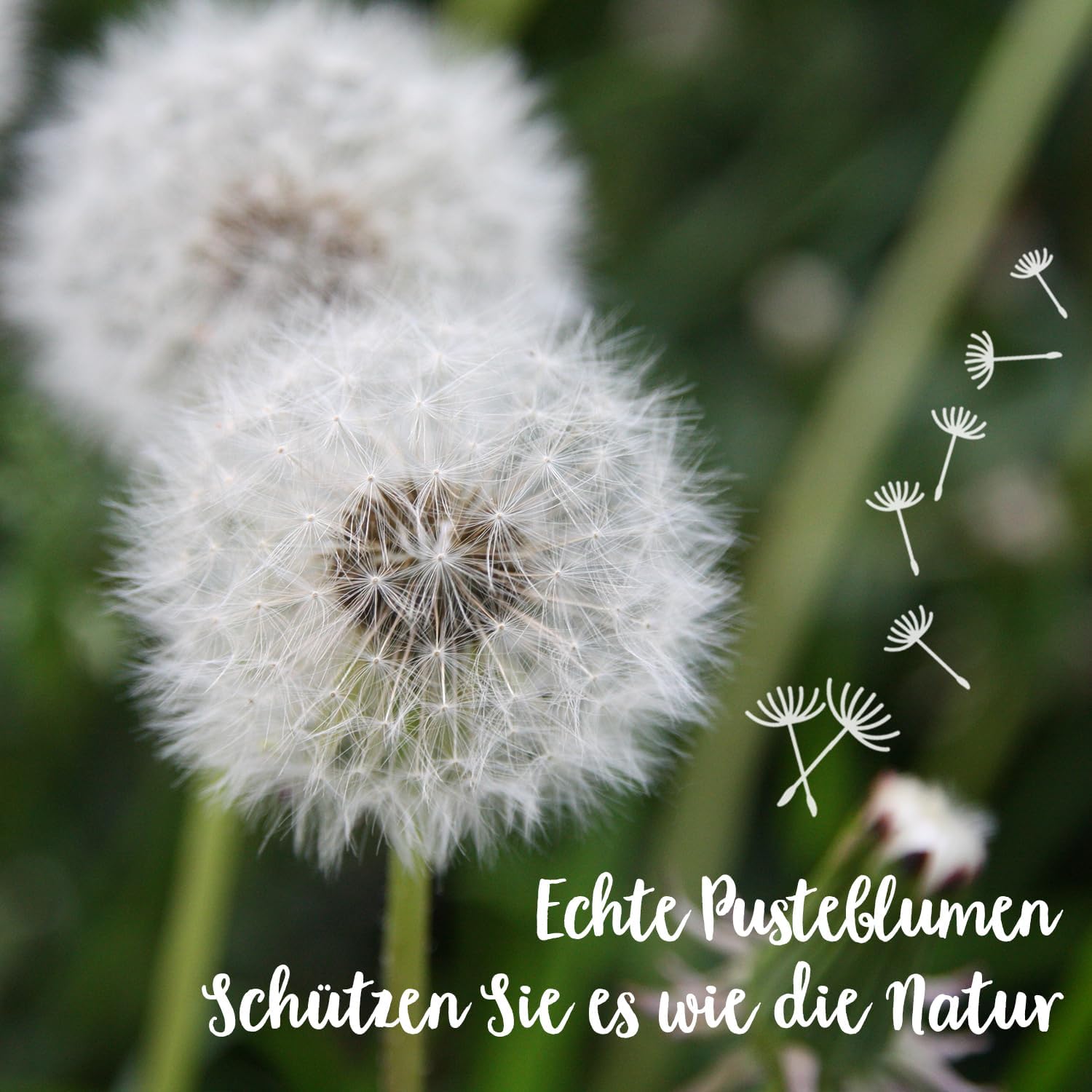 Wunscherfüller mit LED Licht, Echte Pusteblume im Glass, Ewig Geburtstagsgeschenk für Frauen Freundin Mädchen Geschenke für Geburtstag Hochzeit Jugendweihe Weihnachten Valentinstag