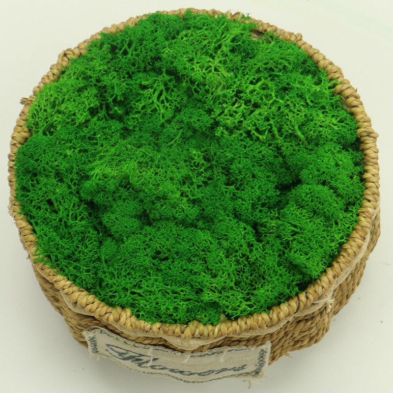 Artificial Eternal Life Moss
