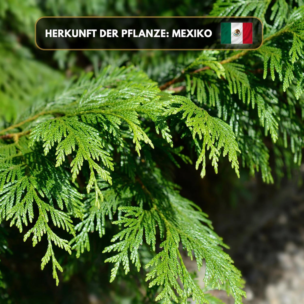 Cedar Incense 10 cm - Cedar Smudge Stick - 100% Natural, Hand-Tied 1 Bundle - Ideal for Meditation, Cleansing & Spiritual Rituals - Aromaholik