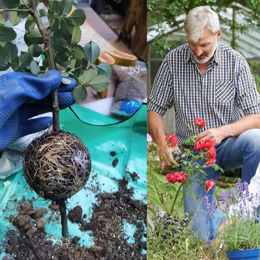 20 Stücke Pflanzenwurzelbox, Pflanzenwurzelgerät Wiederverwendbares Pflanzenwurzelgerät Hochdruck-Vermehrungsball für Bäume Blumen Garten Boden Veredelungsbox, Schwarz-Mittel