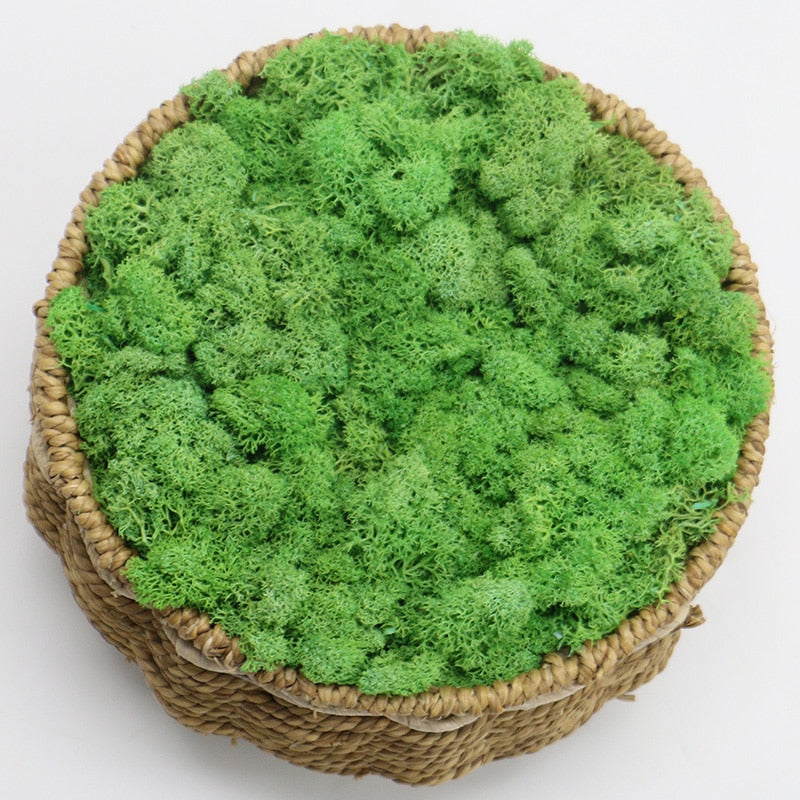 Artificial Eternal Life Moss
