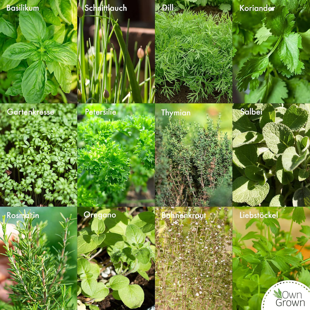 OwnGrown Kräuter Samen Set 12 Sorten Garten und Küchenkräuter Samen - Petersilie, Kräuter der Provence, italienische Kräuter, Koriander Samen, Dill, Kräutersamen für Balkon, und Hochbeet