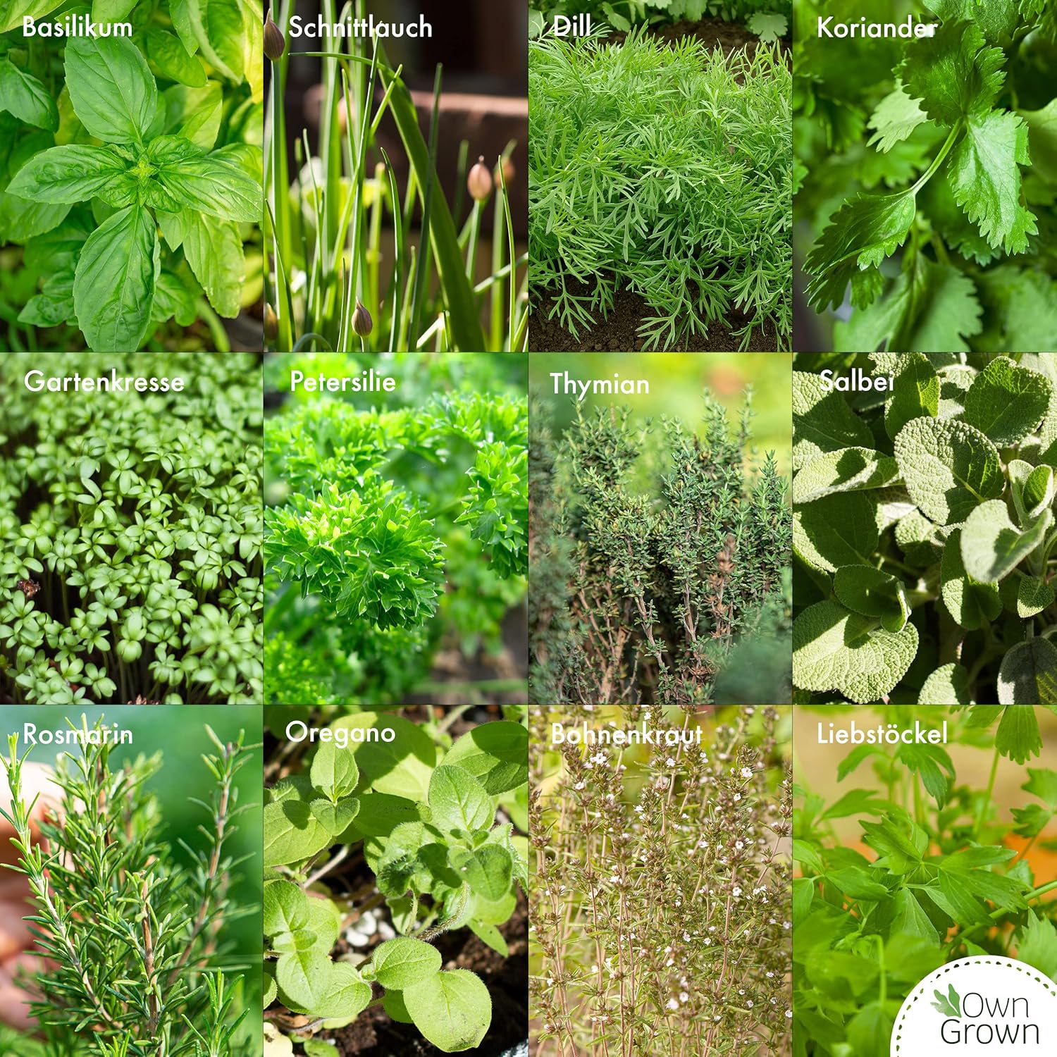 OwnGrown Kräuter Samen Set 12 Sorten Garten und Küchenkräuter Samen - Petersilie, Kräuter der Provence, italienische Kräuter, Koriander Samen, Dill, Kräutersamen für Balkon, und Hochbeet