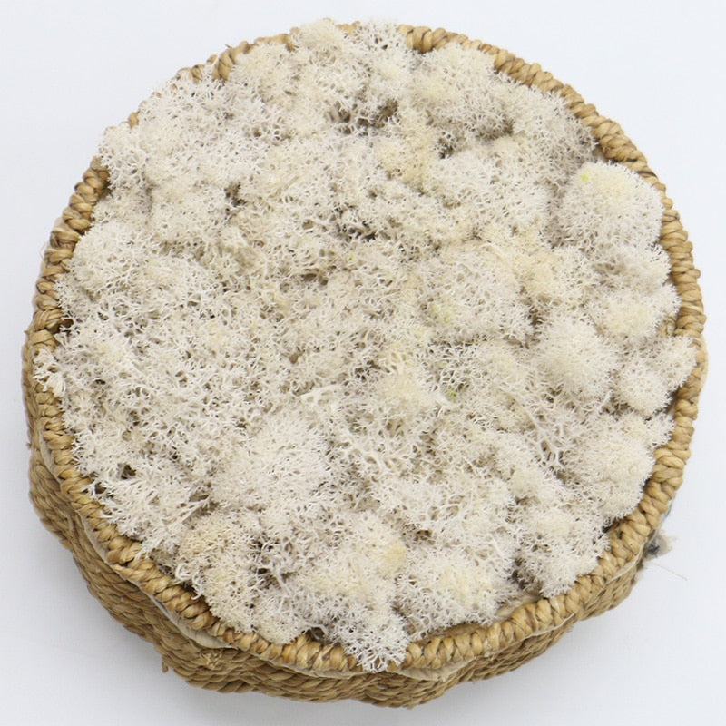 Artificial Eternal Life Moss