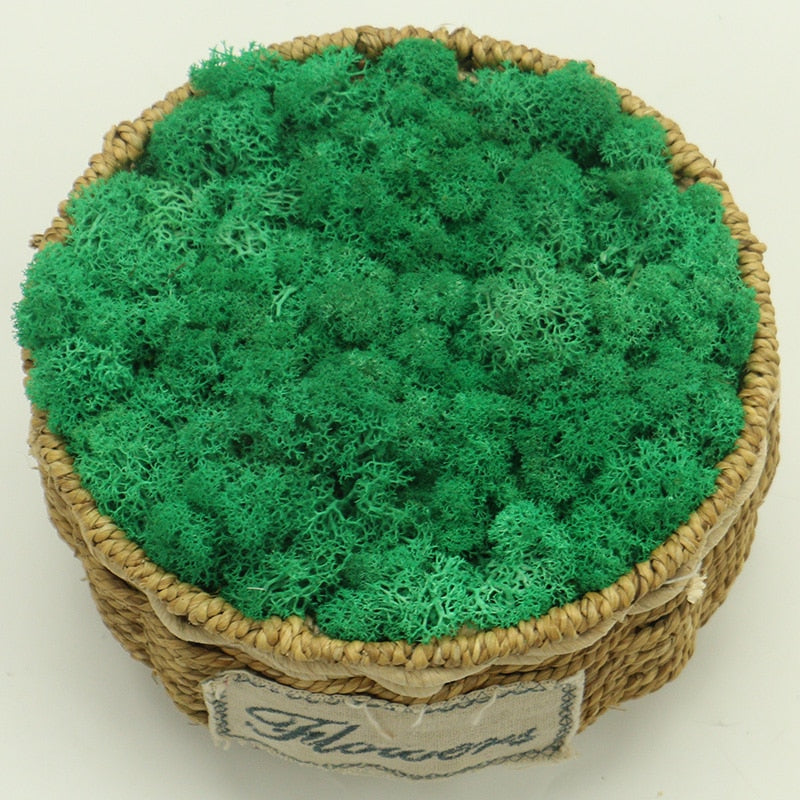 Artificial Eternal Life Moss