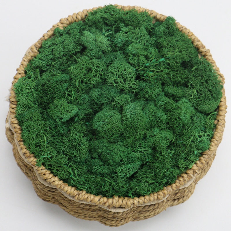 Artificial Eternal Life Moss