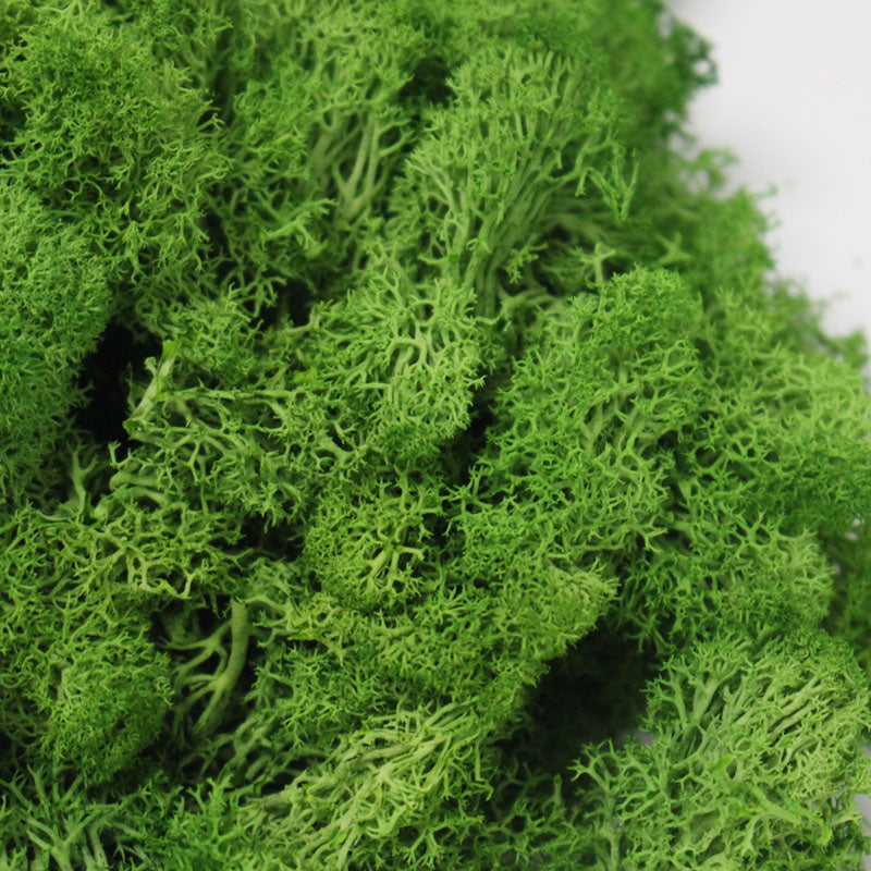 Artificial Eternal Life Moss