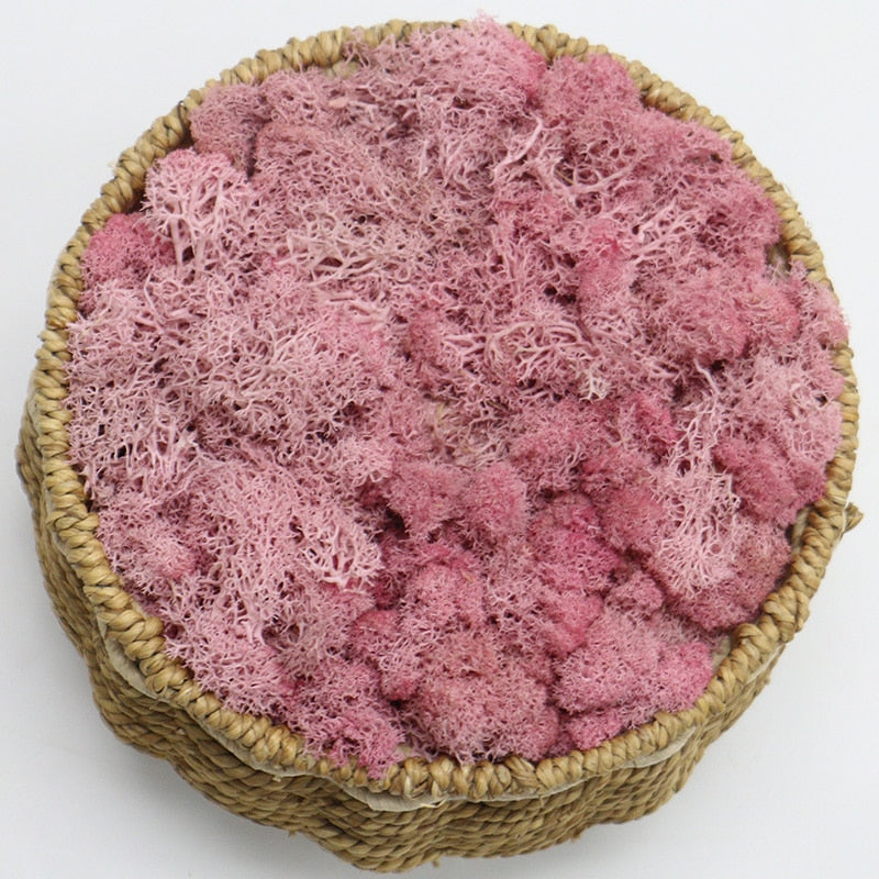 Artificial Eternal Life Moss