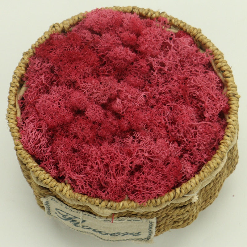 Artificial Eternal Life Moss