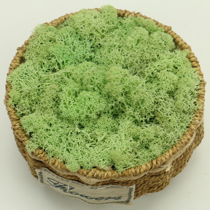 Artificial Eternal Life Moss