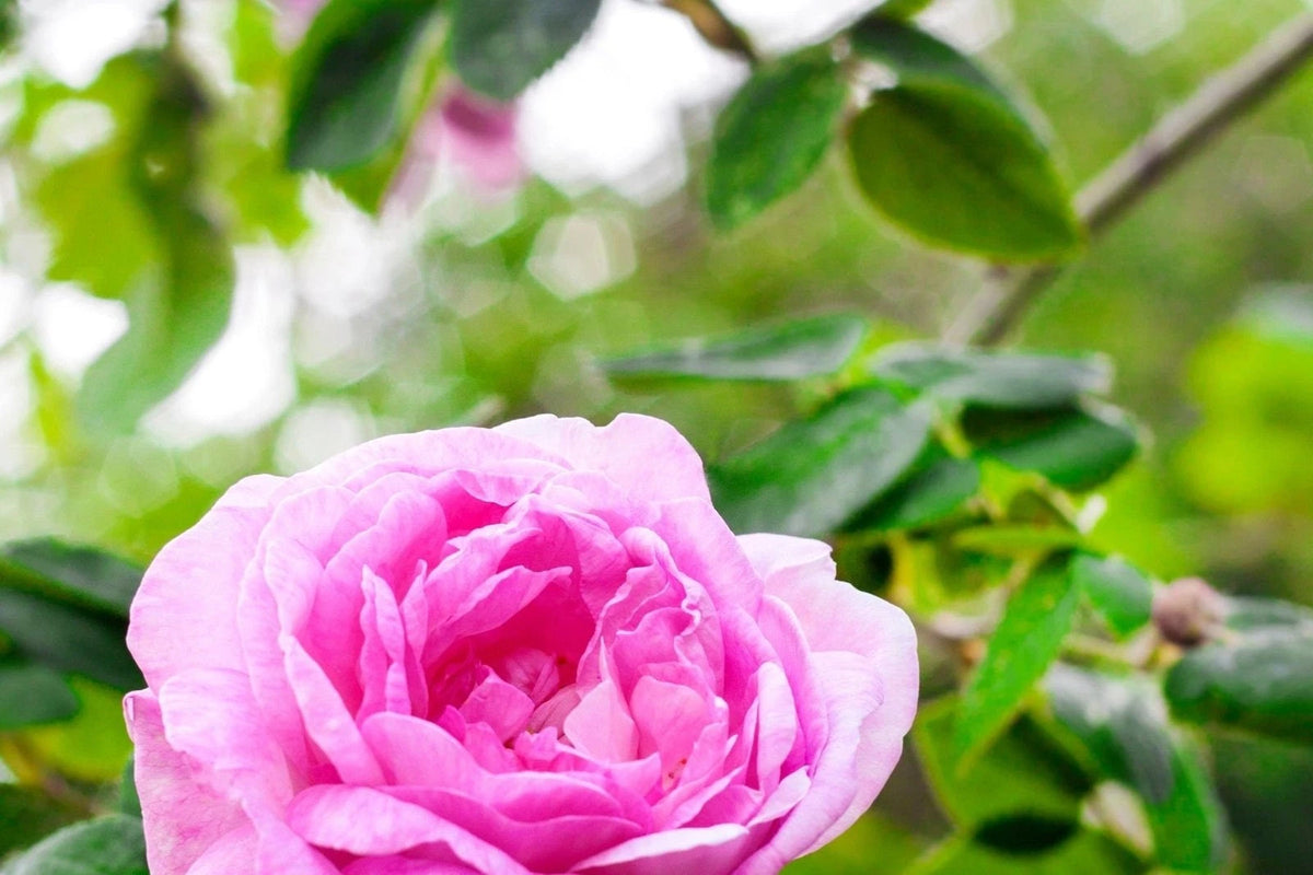 Rose Maroc ätherisches Öl