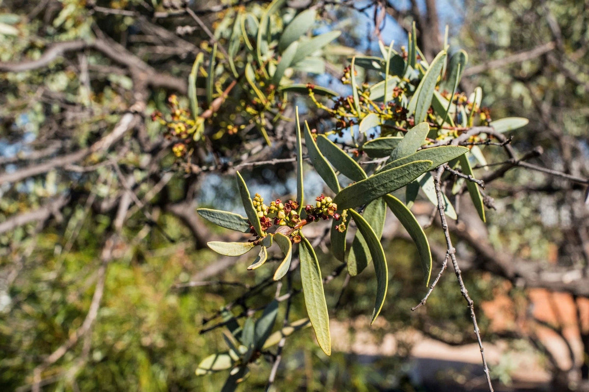 Australisches ätherisches Sandelholzöl