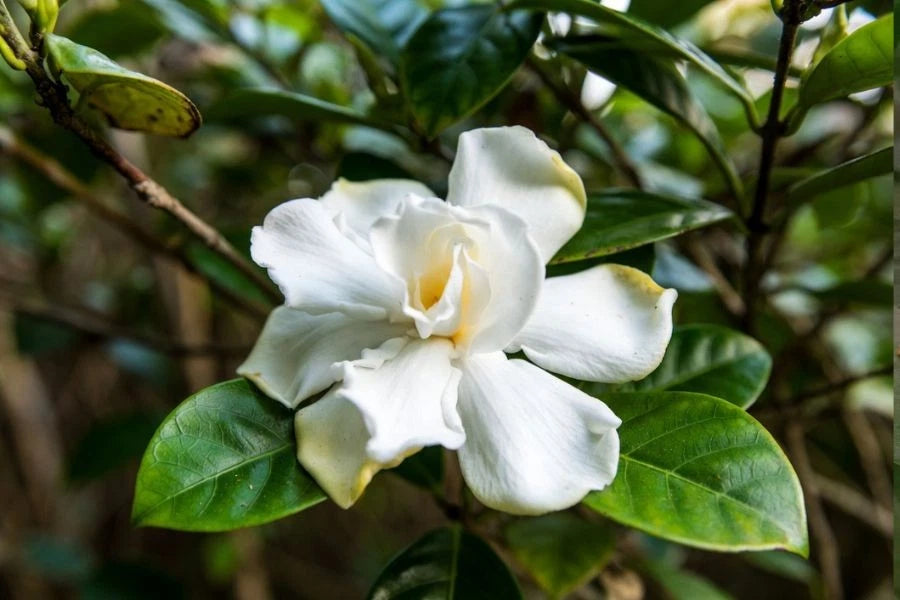 Gardenia of Tahiti reines ätherisches Öl